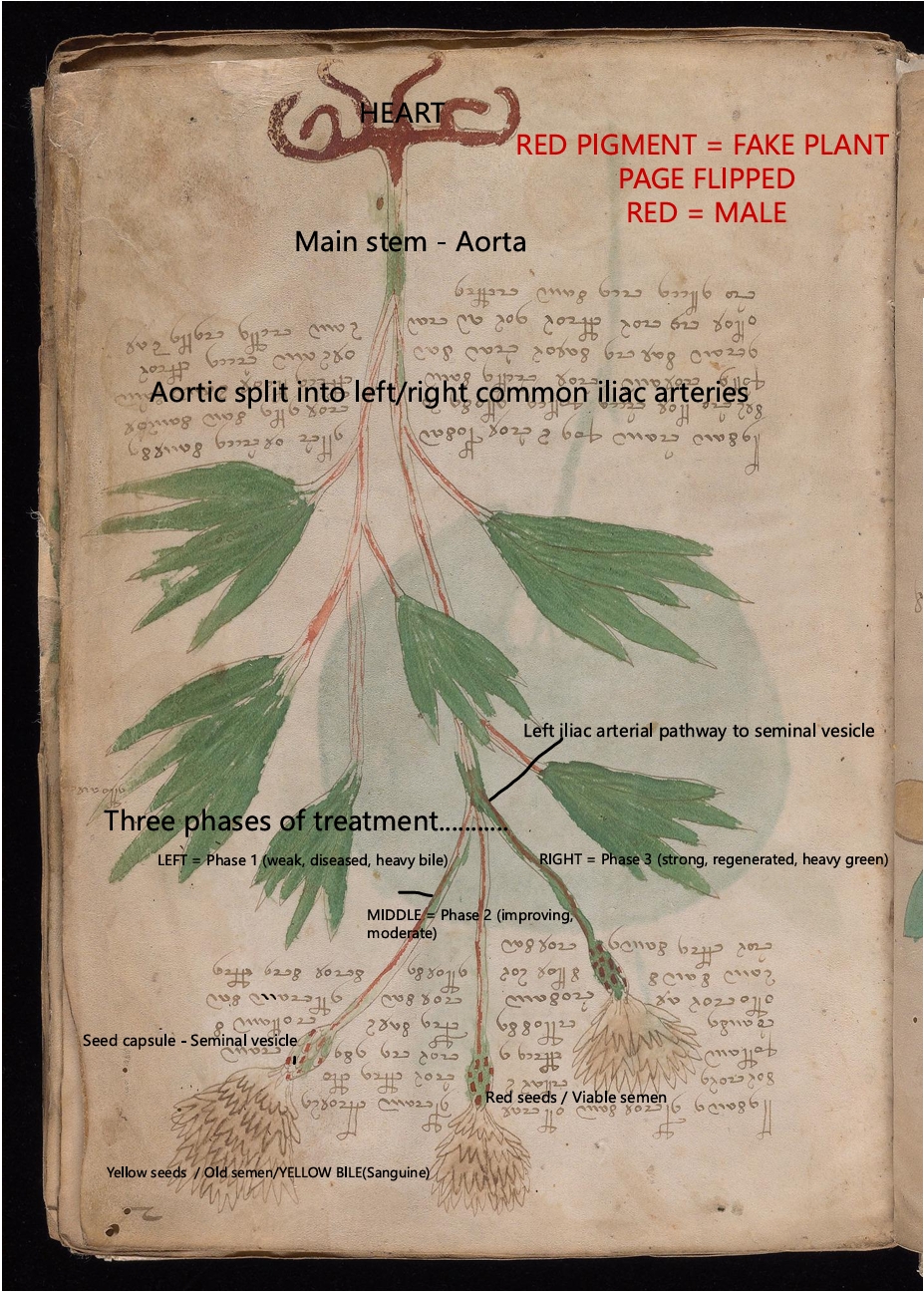 Labelled diagram of Folio 2r